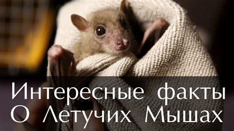 Наблюдения и факты о летучих мышах в Москве