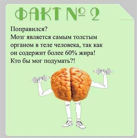 Нагревание мозга: факты и мнения