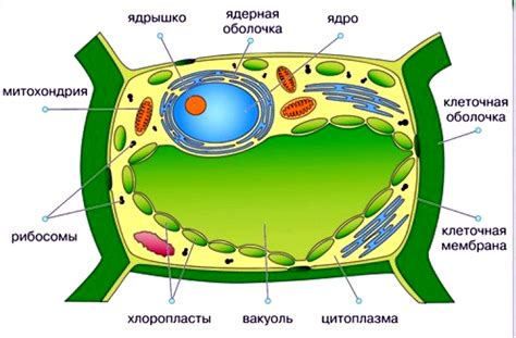 Назначение ядра в клетках растений