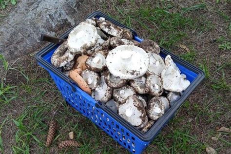 Наиболее популярные места сбора белых груздей