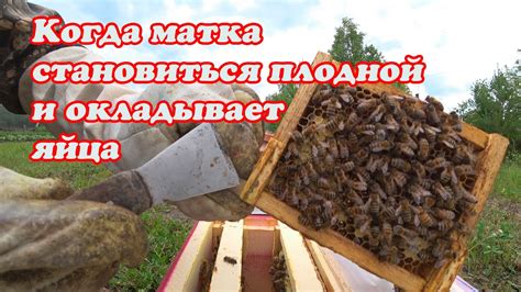 Наилучшее время для выноса маточника из клетки