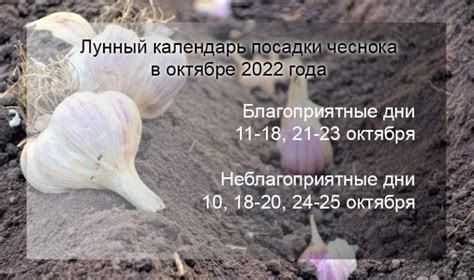 Наилучшее время для посадки чеснока