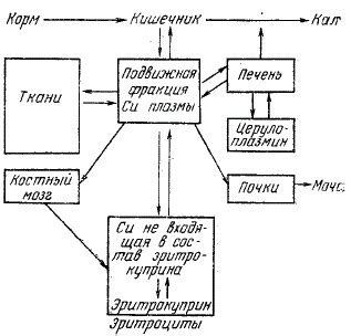 Наличие и распределение меди в организме