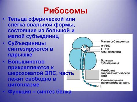 Наличие рибосом у бактерий