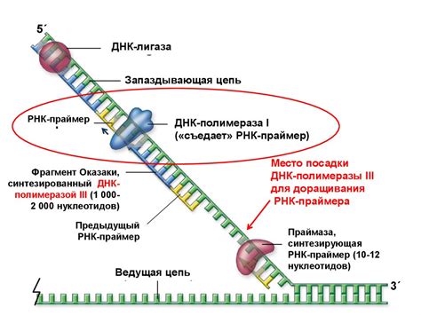 Нарушение процесса репликации ДНК