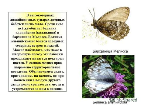 Наука о бабочках в животе: химические и эмоциональные аспекты