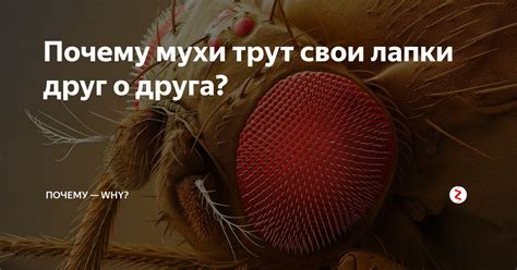 Научное объяснение явления русалок