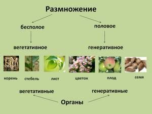 Начало вегетационного периода плодовых деревьев