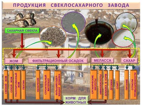 Начало добычи сахара из свеклы