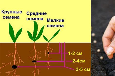 Начало посадки семян в грунт