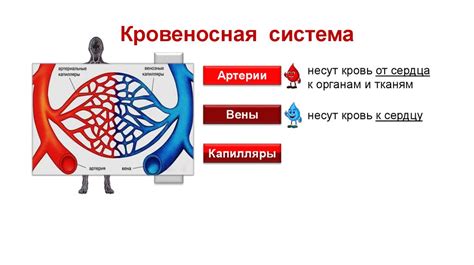 Неврологические проблемы и кровообращение