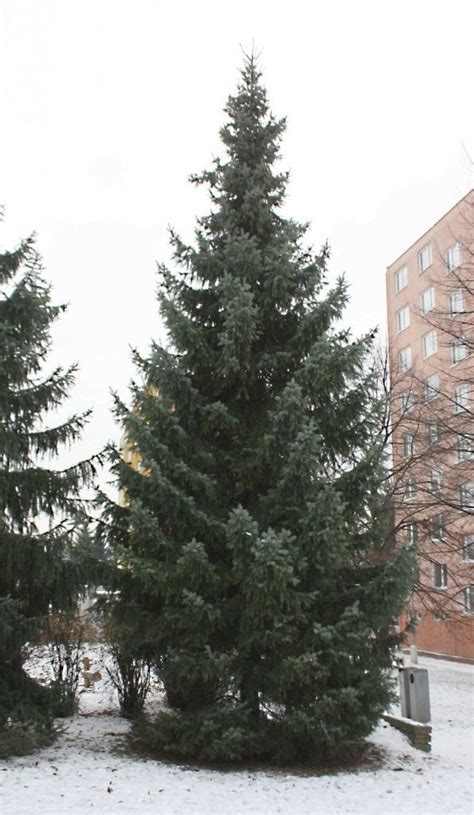 Недостатки выращивания ели в огороде