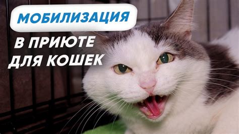 Недостатки передачи кошки в другую семью