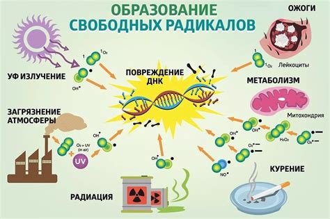 Нейтрализация свободных радикалов и снижение аппетита