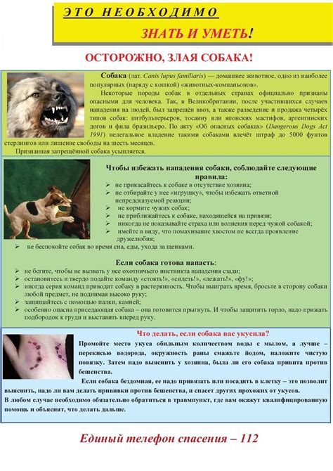 Необходимость прививки после укуса собаки