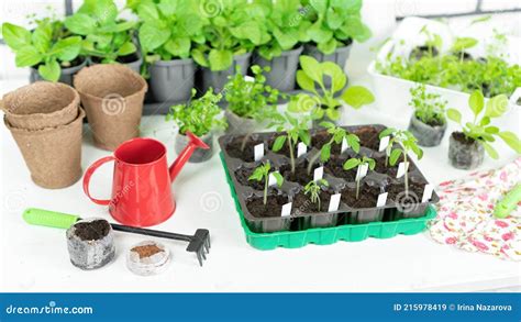 Необходимые инструменты для пересадки