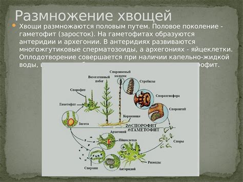 Необходимые условия для очистки судимости