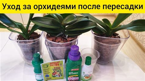Необходимый уход после пересадки