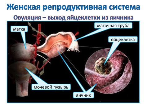 Неполное удаление репродуктивной системы