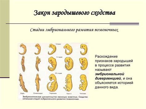 Неправильная интерпретация эмбриональных признаков