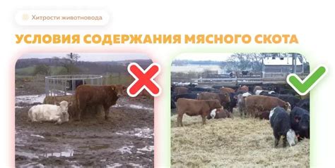 Неправильный уход и неблагоприятные условия содержания
