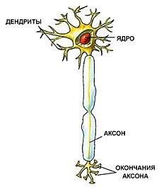 Нервные клетки: проблемы и решения