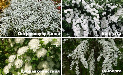 Не обрезать спирею японскую: возможные последствия