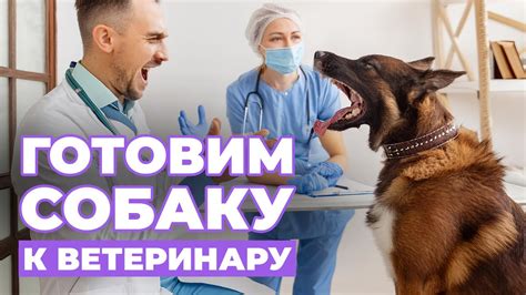 Не откладывайте поход к ветеринару!
