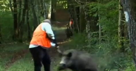 Новости: Актуальные случаи нападения кабанов на людей