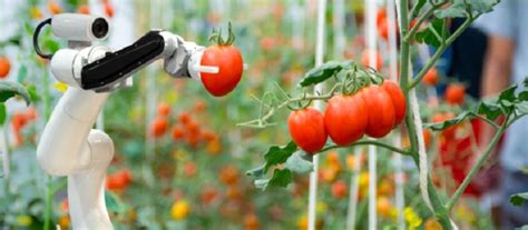 Новые технологии в сельском хозяйстве помогут снизить стоимость продуктов питания