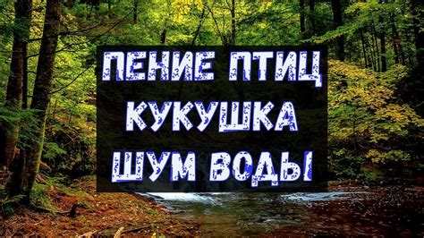 Ночная магия леса и потусторонние звуки