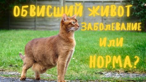 Нужно ли обращаться к ветеринару при рвоте у котов