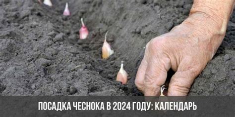Обновленный календарь посевов чеснока на 2023 год