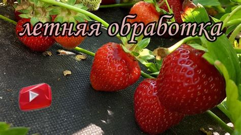 Обработка клубники: "правила безопасности"