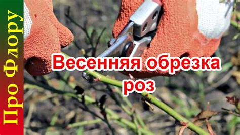 Обработка роз медным купоросом: основное руководство