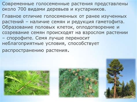 Образование и созревание березовых орешков