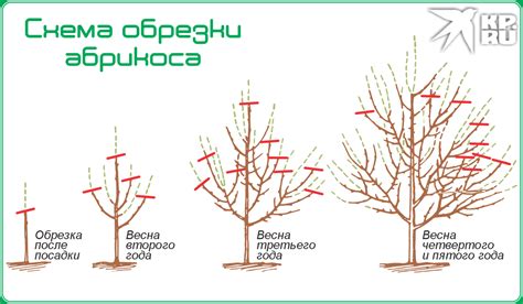Обрезка