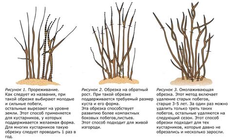 Обрезка вероники на зиму: нужно ли и когда
