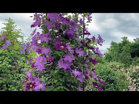 Обрезка клематисов после цветения