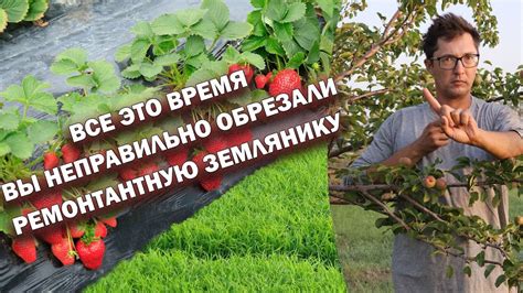 Обрезка ремонтантной земляники: осень, правила и советы