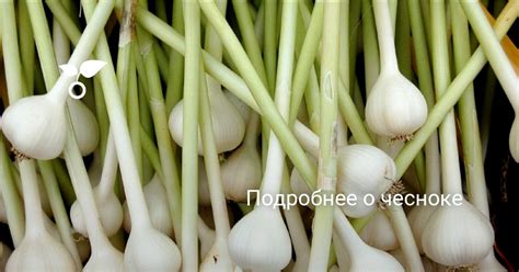 Общая информация о чесноке