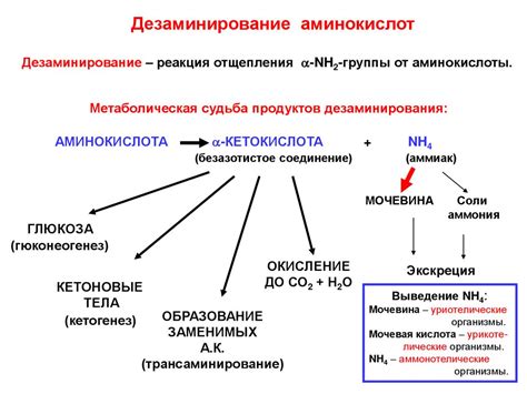 Общие причины и процессы распада аминокислот