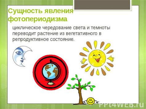 Объяснение фотопериодизма в закрытии цветка