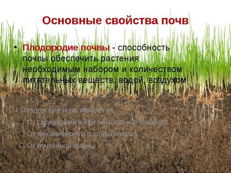 Овес и его влияние на плодородие почвы