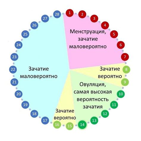 Овуляция и вероятность зачатия