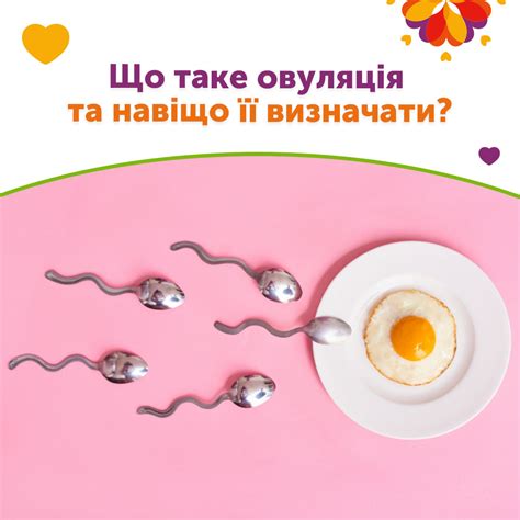 Овуляция и ее значение