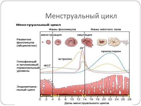 Овуляция при нерегулярном цикле