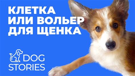Ограничение пищи для собаки во время болезни