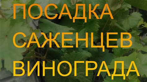Ограничения в потреблении винограда