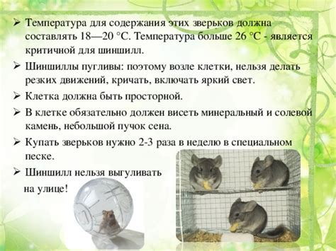 Ограничения для содержания шиншиллы на улице